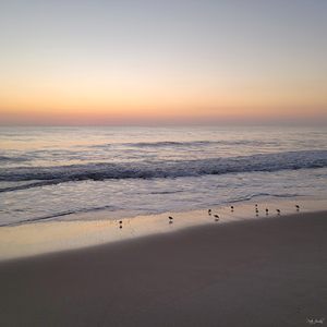 Sandpiper Morning  48.48