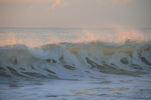 Pink Dawn Wave Spray  36.24