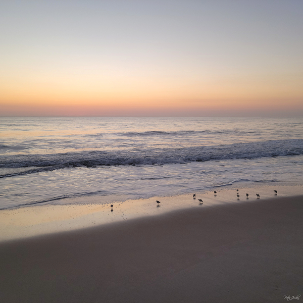 Sandpiper Morning  48.48 Print