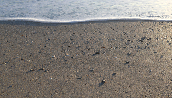 Foam Line with Shells 55.31 Print