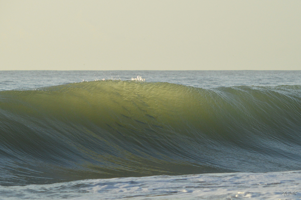 Fish Shadows  36.24 Print