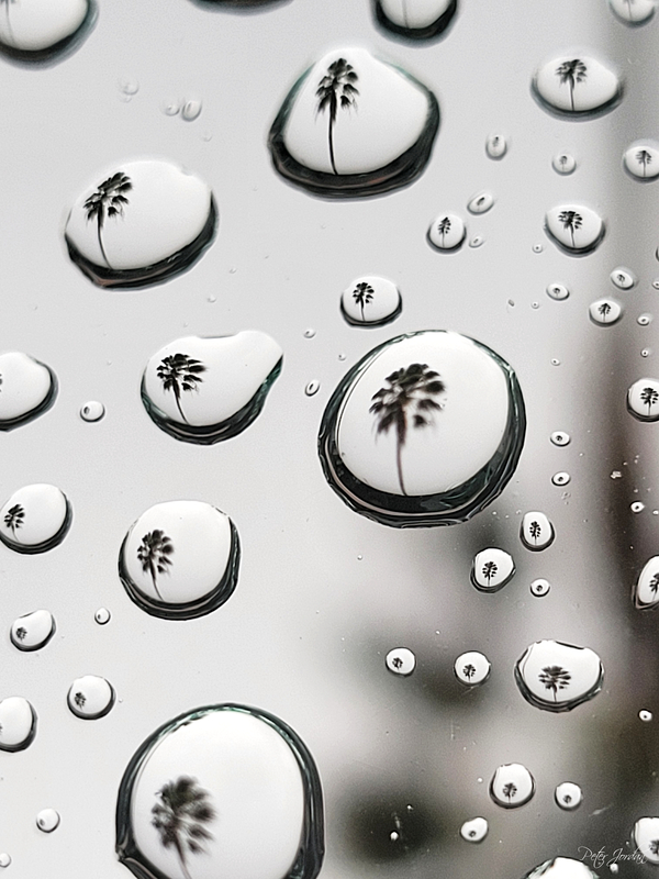 Palm Tree Thoughts Two 27.36 Print