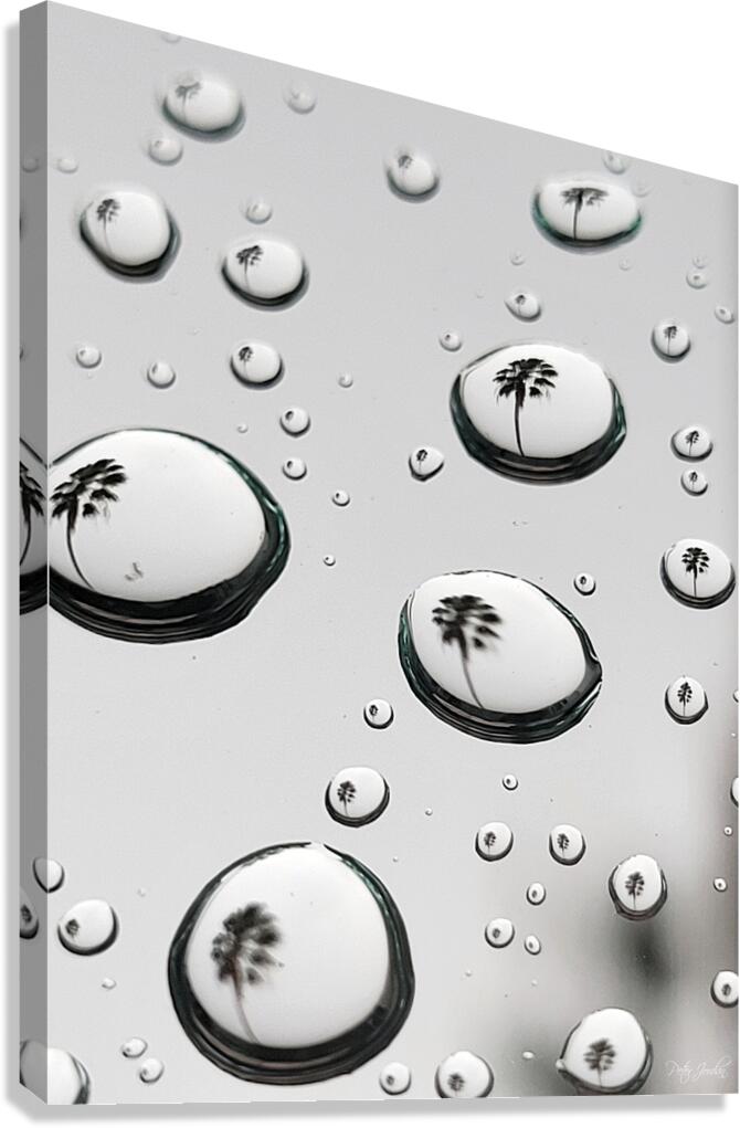 Palm Tree Thoughts One 27.36 Canvas Print