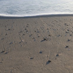 Foam Line with Shells 72.41