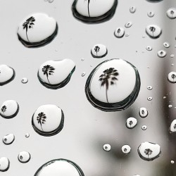 Palm Tree Thoughts Two 27.36