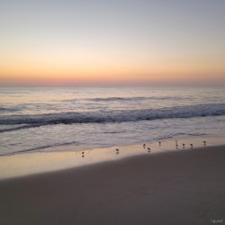 Sandpiper Morning  36.36